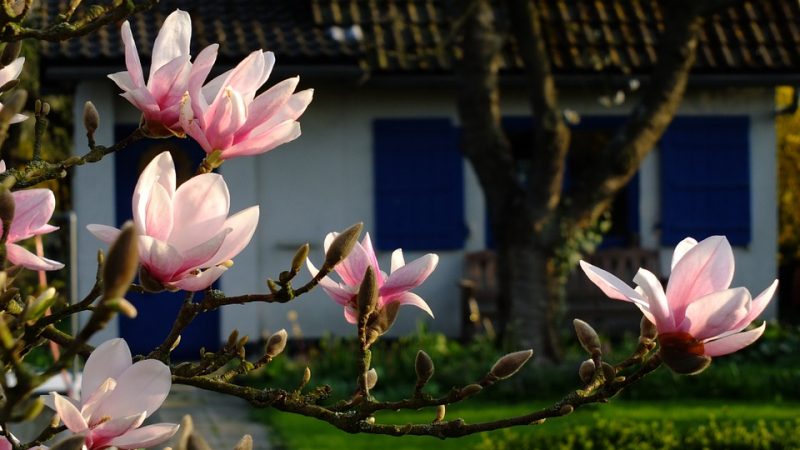 Ce qu’on doit savoir sur l’abri de jardin