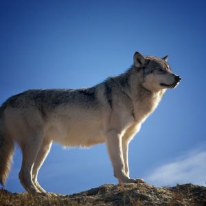 Les loups et leurs sous-especes