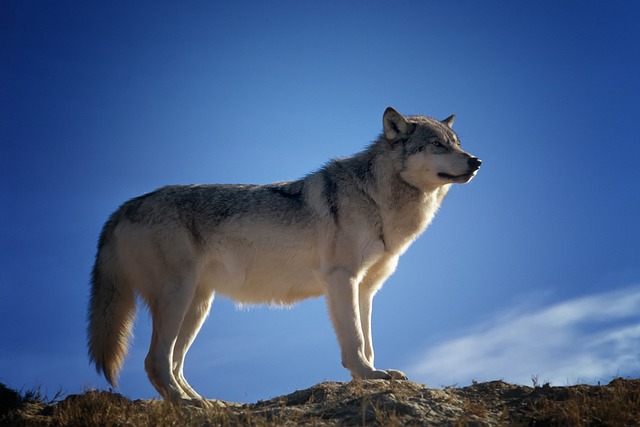 Les loups et leurs sous-especes